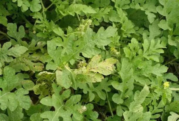 西瓜炭疽病防治药剂_西瓜病害的防治_西瓜病害辨识要点