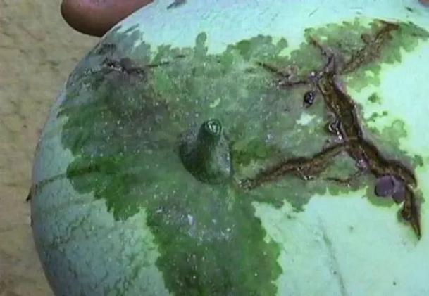 西瓜病害辨识要点_西瓜病害的防治_西瓜炭疽病防治药剂