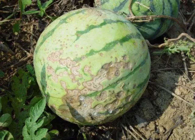 西瓜病害辨识要点_西瓜病害的防治_西瓜炭疽病防治药剂