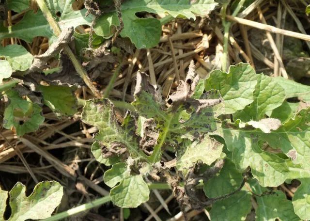 西瓜病害的防治_西瓜病害辨识要点_西瓜炭疽病防治药剂