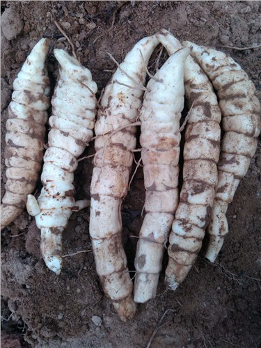 云南虫草参货真价实