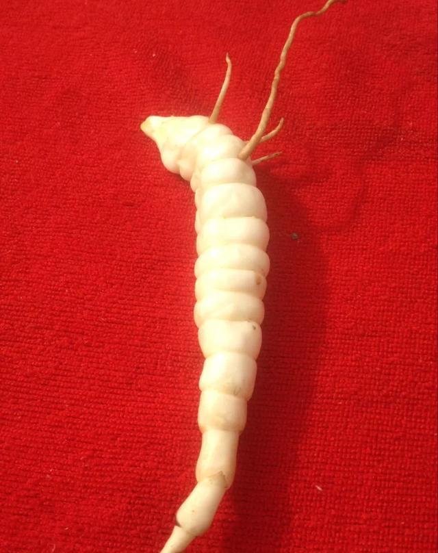 虫草参 一种可以当果蔬吃的参 糖尿病的福音