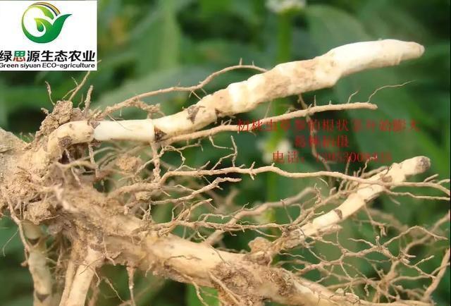 虫草参功效_虫草参食用方法_虫草参图片