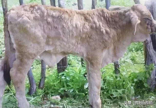 牛结节病高发，养牛户无可奈何，真的没办法治吗？