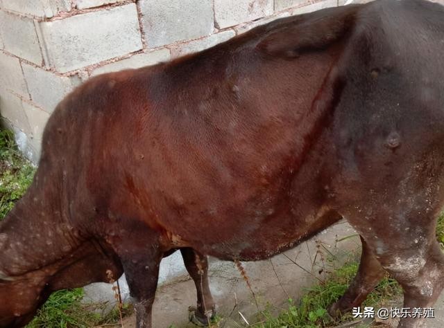 羊痘病毒的复制_牛结节病 预防方法 羊痘疫苗