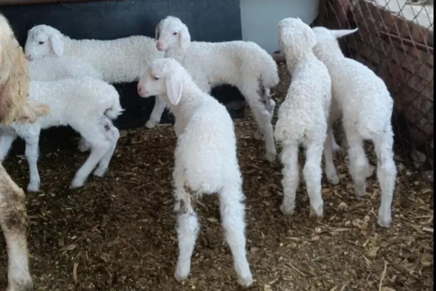 讲一下养羊过程中需要预防的七种大型传染病和治疗方式