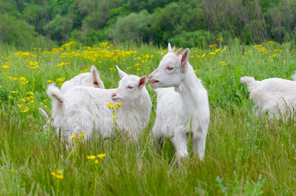 羊痘病毒的复制_羊传染性脓包病症状_羊口疮病诊疗方法