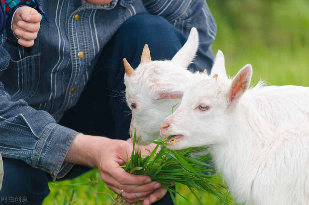 羊传染性脓包病症状_羊痘病毒的复制_羊口疮病诊疗方法