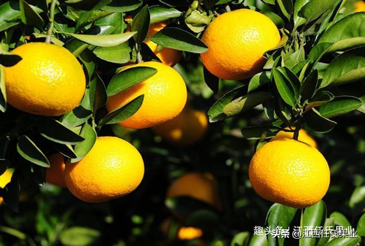 柑橘全年防治阶段_基于r语言的中国柑橘主要病虫害空间分布图_红蜘蛛柑橘害虫防治