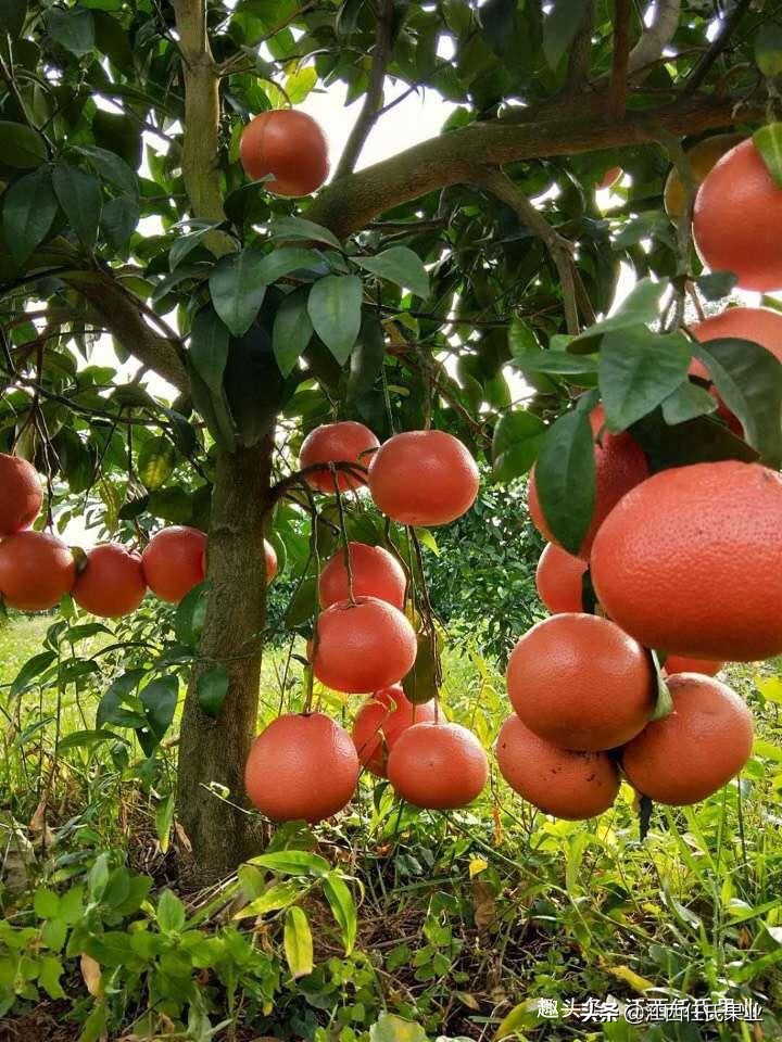 红蜘蛛柑橘害虫防治_柑橘全年防治阶段_基于r语言的中国柑橘主要病虫害空间分布图