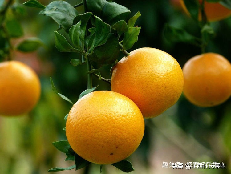 红蜘蛛柑橘害虫防治_基于r语言的中国柑橘主要病虫害空间分布图_柑橘全年防治阶段