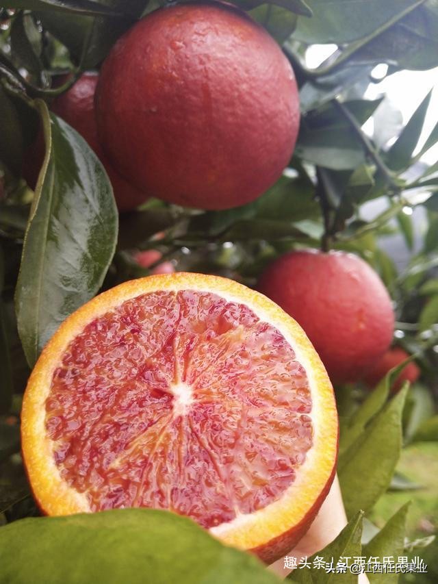 基于r语言的中国柑橘主要病虫害空间分布图_柑橘全年防治阶段_红蜘蛛柑橘害虫防治