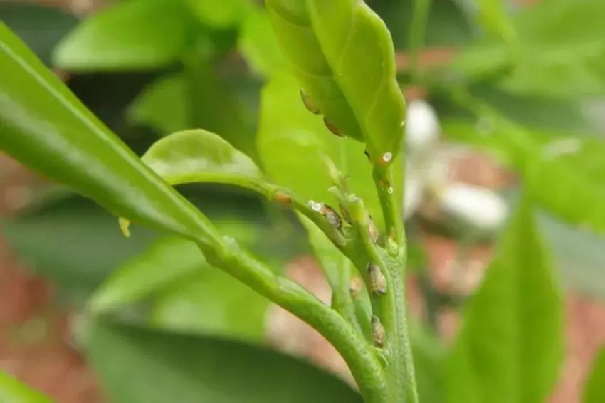 柑橘上因虫而起的病害都有哪些？