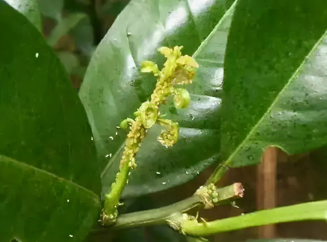 基于r语言的中国柑橘主要病虫害空间分布图_木虱黄龙病传播机制_柑橘病虫害防治