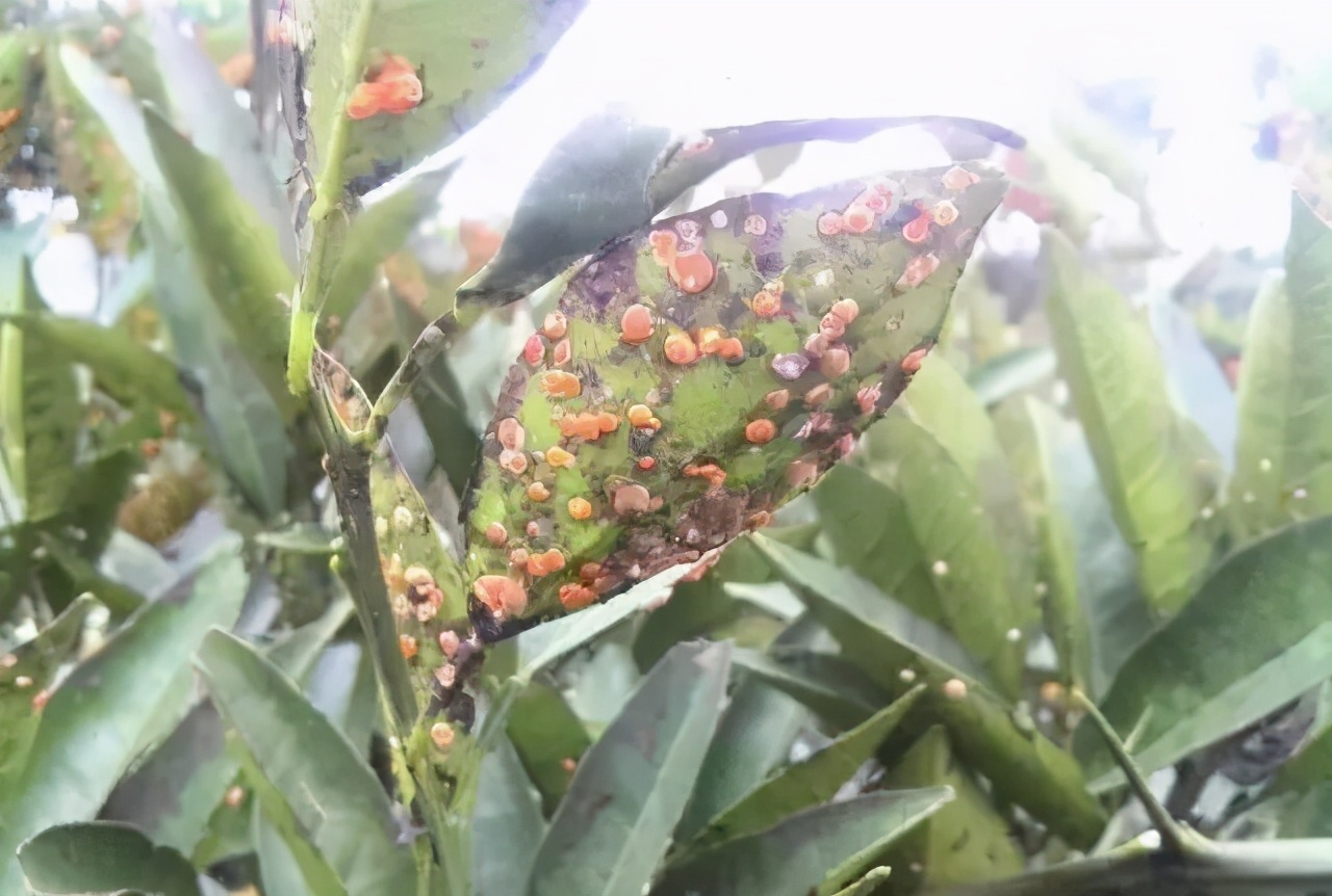 木虱黄龙病传播机制_基于r语言的中国柑橘主要病虫害空间分布图_柑橘病虫害防治