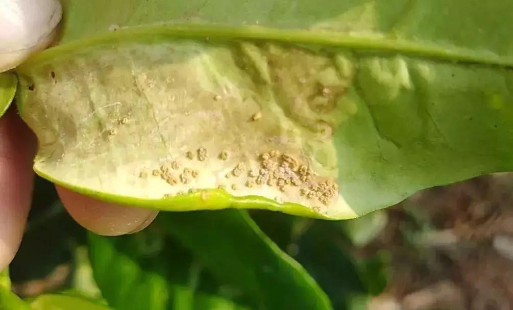 柑橘病虫害防治_基于r语言的中国柑橘主要病虫害空间分布图_木虱黄龙病传播机制